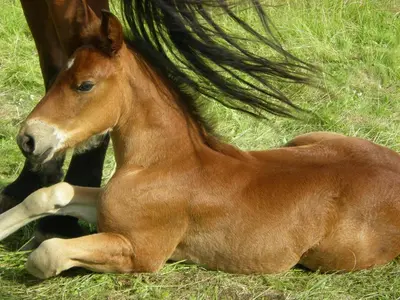 a baby horse laying on the grass next to a horse at Senosios Gegužinės ūkis in Gegužinė