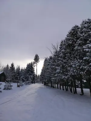 a snow covered road with trees lining it at Šilas in Degučiai