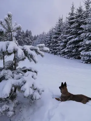 a dog laying in the snow next to a tree at Šilas in Degučiai