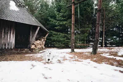 a dog standing in the snow in front of a cabin at Pakaso sodyba in Kirdeikiai