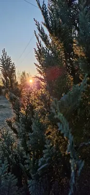 a christmas tree with the sunset in the background at Rojus dviems in Žaugėdai
