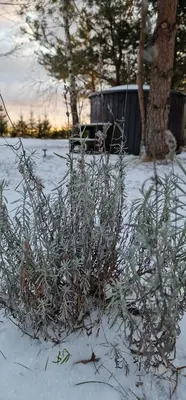 a patch of grass in the snow next to a tree at Rojus dviems in Žaugėdai