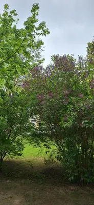 a group of trees with purple flowers in a field at Šiauliai Central Vytauto Apartment in Šiauliai