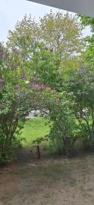 a group of trees with pink flowers in a field at Šiauliai Central Vytauto Apartment in Šiauliai