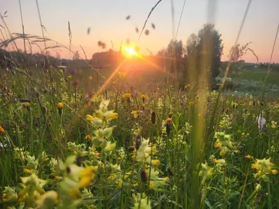 a field of grass with the sunset in the background at Terra Gratia - namukas Natūralistas in Nemeikšiai
