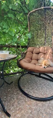 a brown dog laying on a bench next to a table at Šermukšniai in Rokiškis