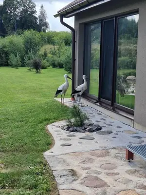 two birds standing on a patio next to a house at Gardenvillage house in Daržininkai