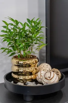 a plant in a vase on a table with rocks at Greimo Apartments in Šiauliai
