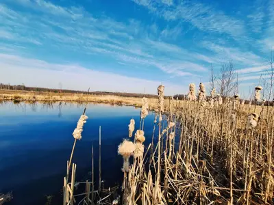 a body of water with tall grass and the sky at Miško Pašvaistėje - poilsis gamtoje in Balneliškiai