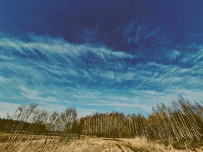 a field with trees and a blue sky at Miško Pašvaistėje - poilsis gamtoje in Balneliškiai