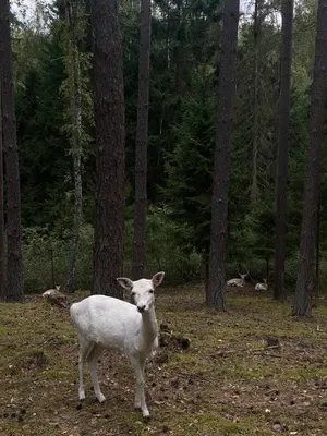 a white sheep standing in a field with trees at Dzūkų sodžius in Snaigupė
