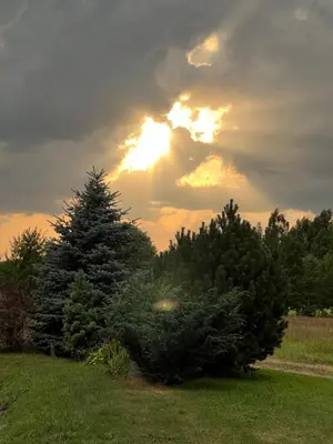 a group of christmas trees in a yard with the sunset at Sekioniu Ranch - Cosy Wooden Cabins in Lithuania in Sekionys