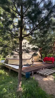 a tent is set up next to a pine tree at Glamping under the pines in Vilnius