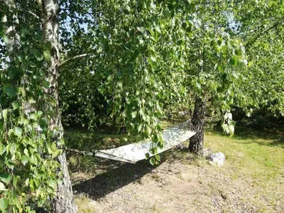 a bench sitting under a tree in the shade at Glamping under the pines in Vilnius