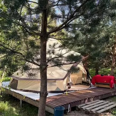 Glamping under the pines