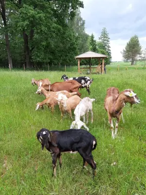 a herd of cows in a field with a dog at Atostogų namelis SAMANOTA PAMIŠKĖ, pirtis ir kubilas papildomai in Romaškiai