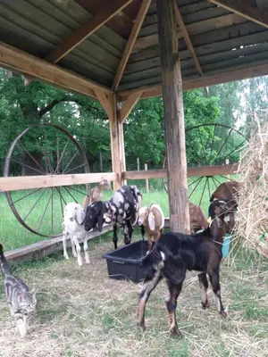 a group of goats eating food out of a trough at Atostogų namelis SAMANOTA PAMIŠKĖ, pirtis ir kubilas papildomai in Romaškiai