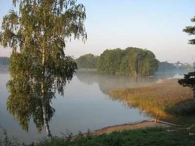a lake with fog on the water and trees at Kambarių nuoma prie Bridvaišio ežero in Tytuvėnai