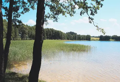 a view of a lake with grass and trees at Kambarių nuoma prie Bridvaišio ežero in Tytuvėnai