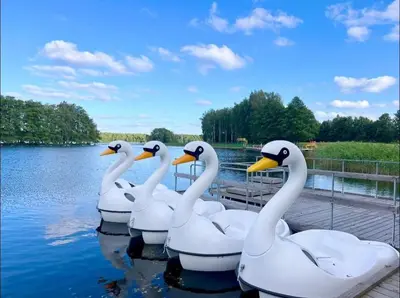 a group of white swans in the water at Kambarių nuoma prie Bridvaišio ežero in Tytuvėnai