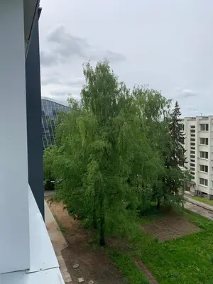 a tree on the side of a building at Žvėryno studija in Vilnius
