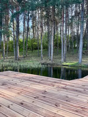 a wooden dock next to a pond with trees at Bijūnų Šilas in Žaugėdai