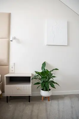 a white room with a plant in a pot at M 8 apartment in Kaunas