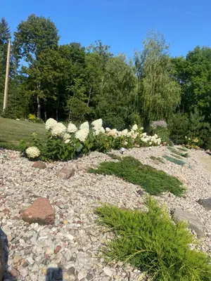 a garden with white flowers on a rocky ground at Stonaičių sodybos Namelis in Kelmė