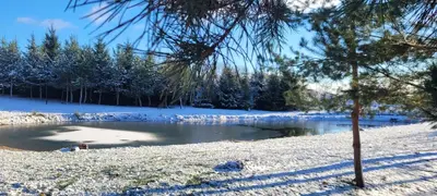 a small pond in the snow with a tree at Stonaičių sodybos Namelis in Kelmė