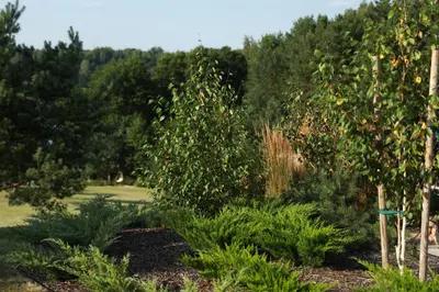 a garden with trees and plants in a field at Ežero Sapnas - Dream of the Lake in Lazdijai