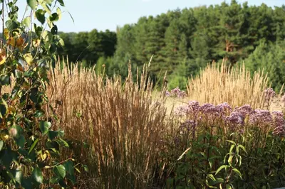 a field with tall grass and purple flowers at Ežero Sapnas - Dream of the Lake in Lazdijai