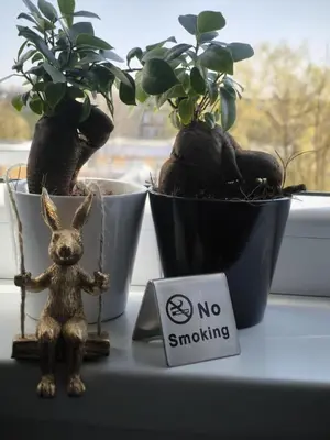 a small rabbit sitting next to two potted plants at DOMINO apartamentai, SELF CHECK-IN in Panevėžys