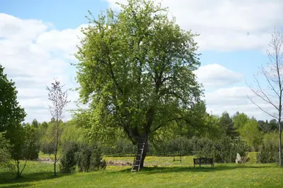 a tree with a ladder in a field with a bench at Molinis ir Medinis in Ažuluokesa