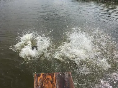 a person jumping into the water from a dock at Molinis ir Medinis in Ažuluokesa