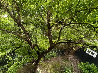 a tree with green leaves and a stone path at Cosy hill in Kaunas