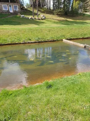 a pool of water in the middle of a yard at Semeniukų Sodyba in Rakantai