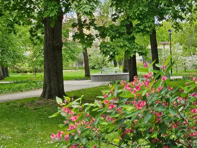 a park with pink flowers and a bench and trees at Mykoliukas in Vilnius