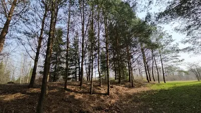 a grove of trees in a grassy field at Pond View Cabin in Būda