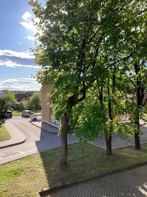 two trees on the side of a street at Sunny Lotus Apartamentai in Druskininkai
