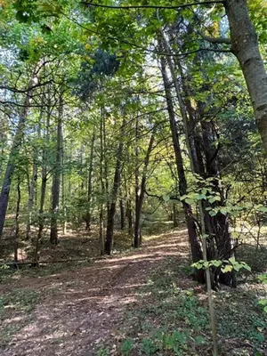 a dirt road in a wooded area with trees at Menulio Misko Nights in Vilkija