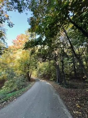 a road in the middle of a forest with trees at Menulio Misko Nights in Vilkija