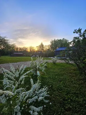a field with white flowers in the grass at Vila Skodupė