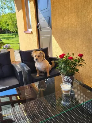 a small dog sitting in a chair on a table at Namelis Rugilė in Druskininkai