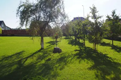 a tree in the middle of a green field at Namelis Rugilė in Druskininkai