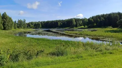 a river in a field with grass and trees at Lake apartments in Rokiškis