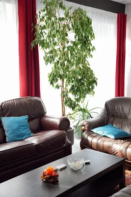 a living room with two leather couches and a table at GP Hostel in Šiauliai