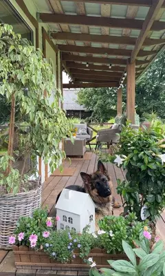 a dog laying in a box on a patio at Namelis prie Čiobiškio kelto