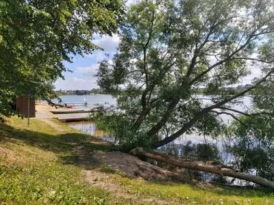 a fallen tree on the shore of a lake at Light House in Vilnius