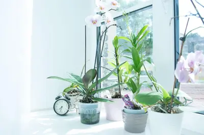a group of potted plants sitting on a window sill at Provence Home in Vilnius