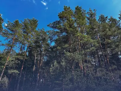 a group of tall pine trees against a blue sky at Rustic Guesthouse in Pine Forest